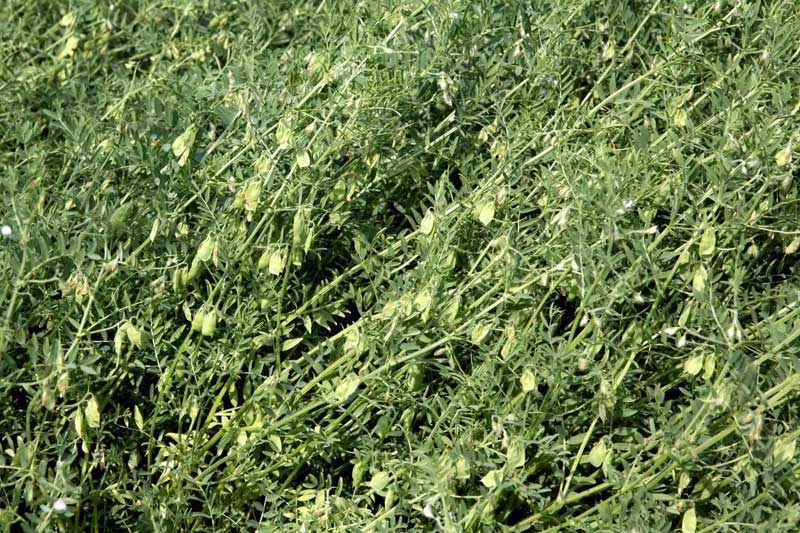 Lentil crop growing in Patesar Ahar bed in Kaimur district, Bihar